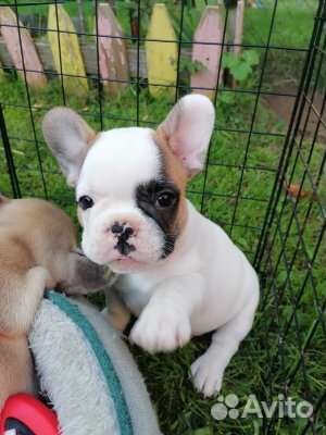 Французский бульдог