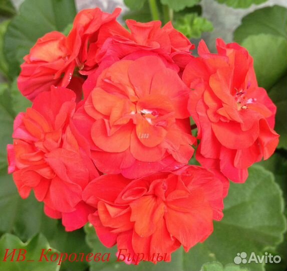 Пеларгония сортовая ив Королева Бирмы