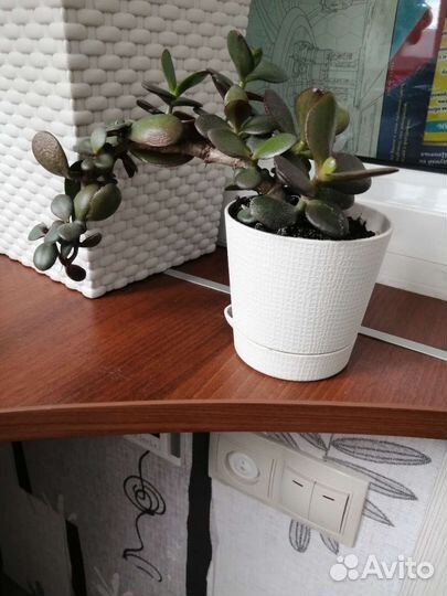 Комнатный цветок