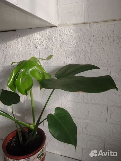 Цветок монстера