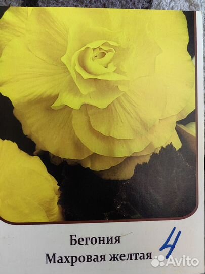 Бегонии сортовые