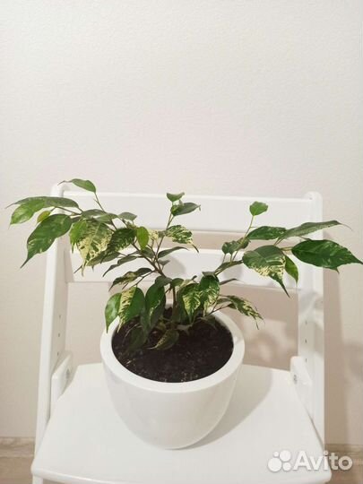 Фикус в ассортименте растение цветок