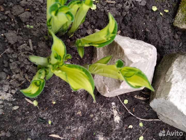 Хоста растение