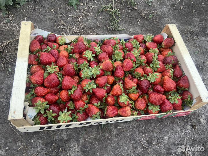 Клубника второй сорт (под варенье, компоты и тд)