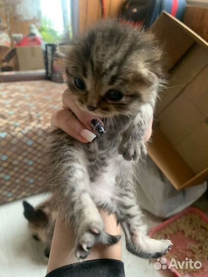 Шотландская