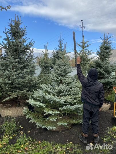 Саженцы хвойные крупномеры