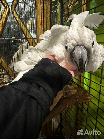 Попугай Какаду