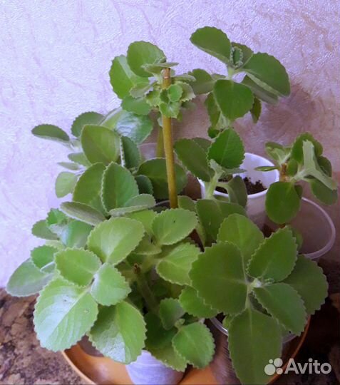 Плекрантус - душистая комнатная мята, тимьян