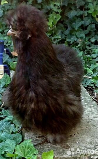 Китайская Шелковая Петухи молодые