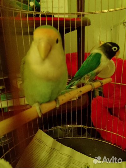 Попугай неразлучники с клеткой