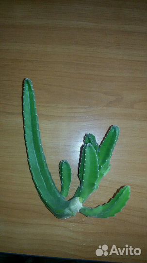 Кактус без колючек