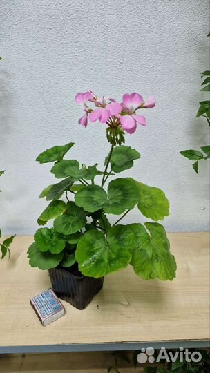 Пеларгония герань розовая, белая