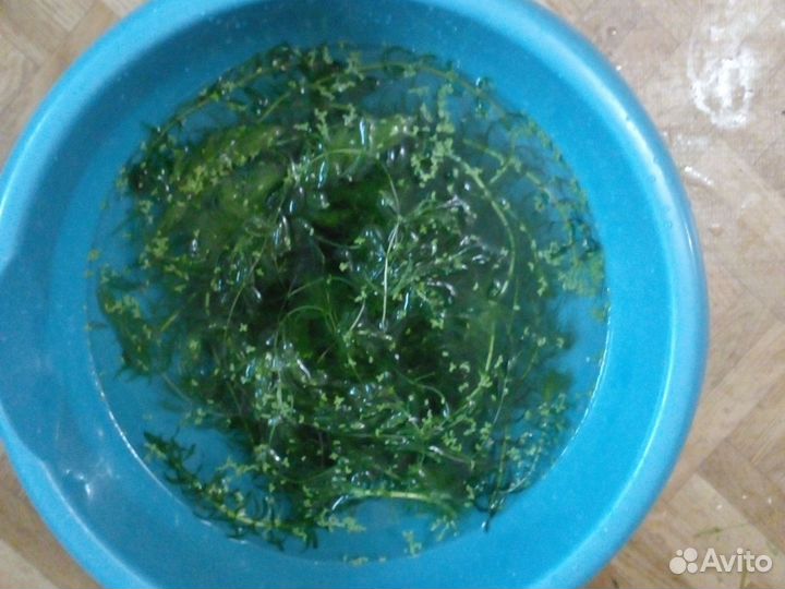 Аквариумные растения