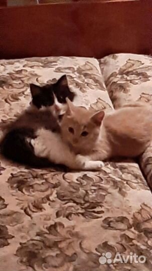 Котенок из ледяных развалин