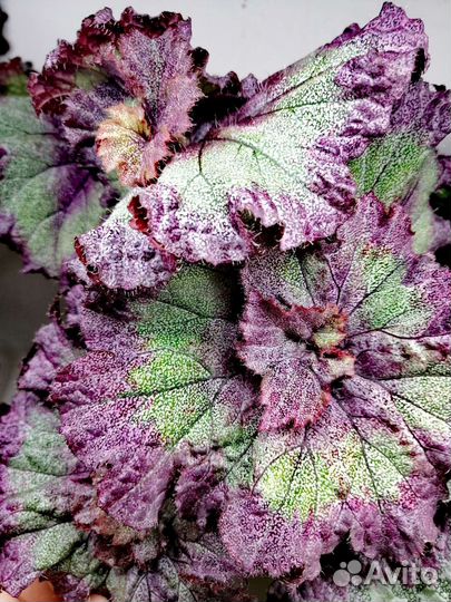 Бегонии декоративнолиственные. Часть 2