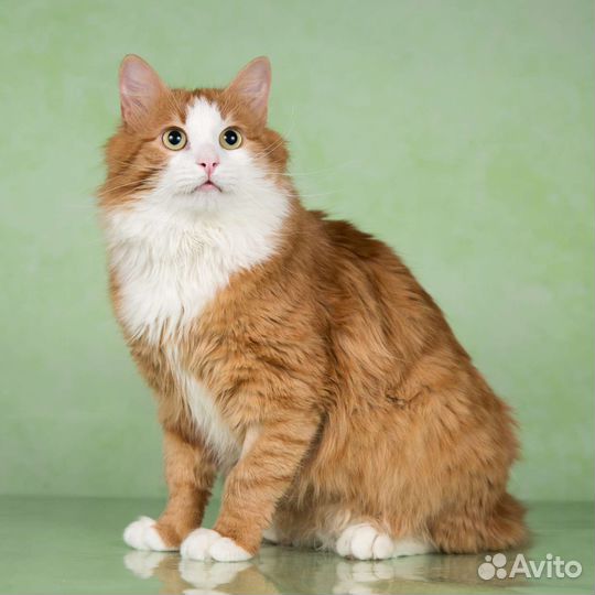 Кот сибирский ласковый в дар 1 год