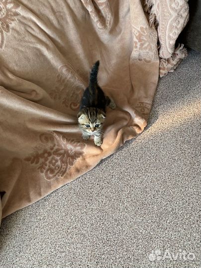 Котята