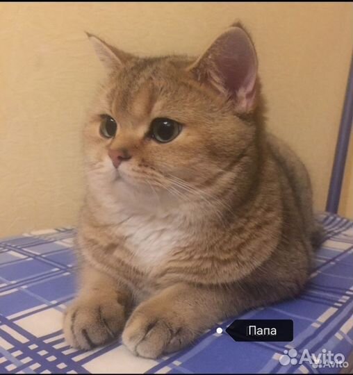 Шотландская