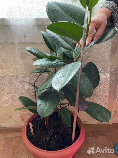 Фикус каучуковый
