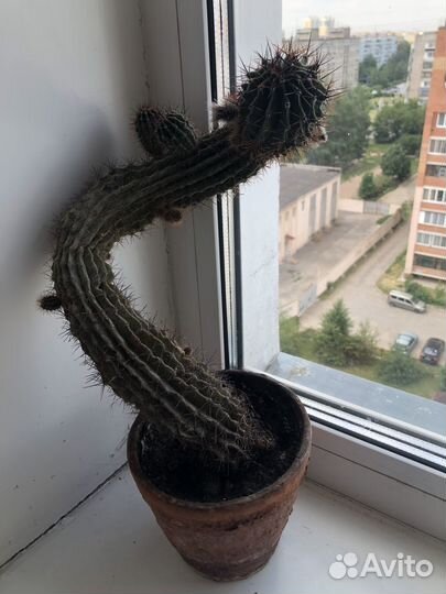 Комнатные растения