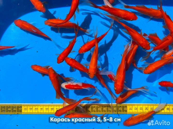 Прудовые рыбы (караси, карпы кои)