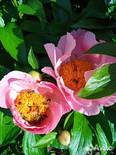 Продажа корней и луковиц