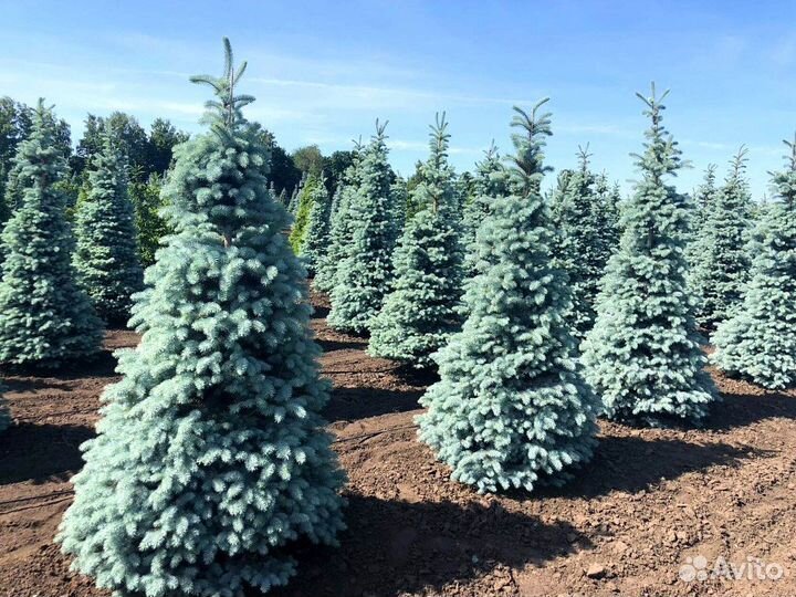 Голубая ель с доставкой