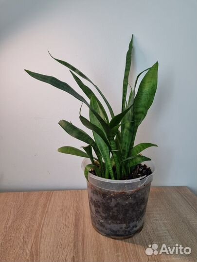 Сансевиерия (тещин язык, щучий хвост)