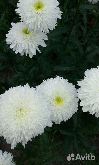 Ромашка махровая