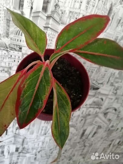 Аглаонема крит