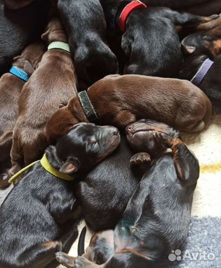 Щенки добермана