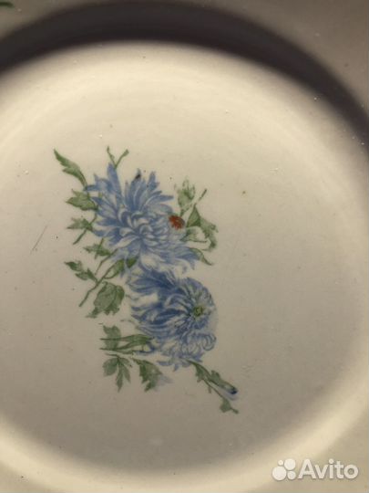 Тарелка вербилки