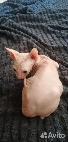 Привитые котята сфинкс, 