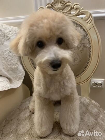 Вязка мальтипу