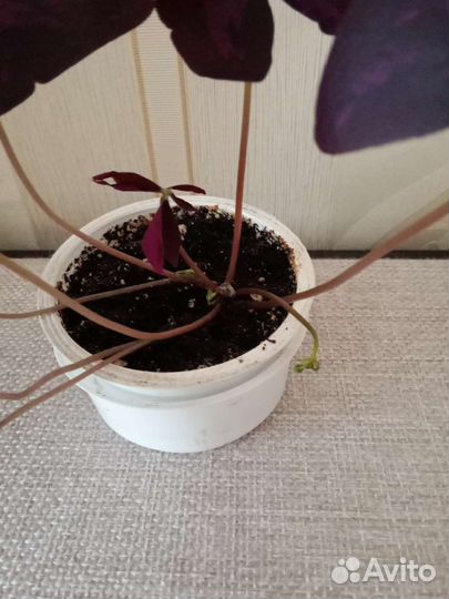 Оксалис, дуранта, бегония, традеск-я, глоксиния