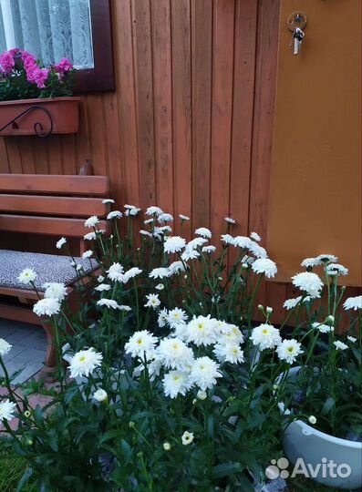 Ромашка махровая