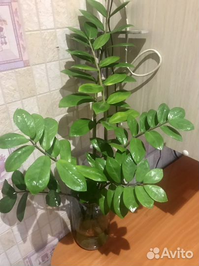 Замиокулькас, фиалки, домашние цветы