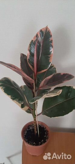 Фикус Эластика Белиз