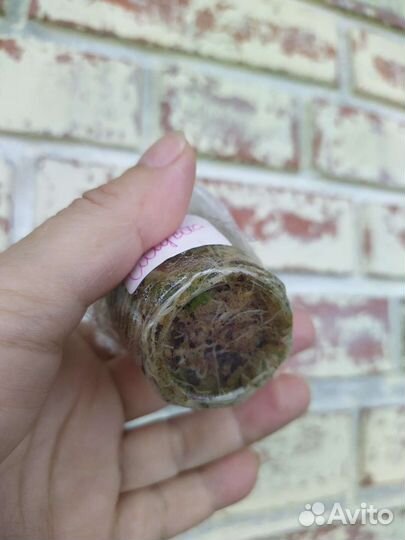 Алоказия Синуата