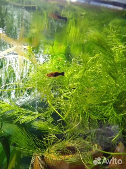 Аквариумные рыбки