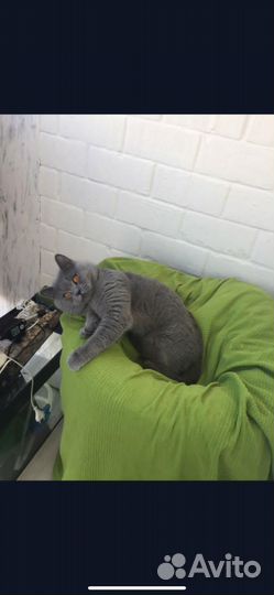 Продам котят британцев
