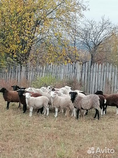 Овцы бараны