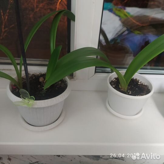 Продам деток гиппеаструма