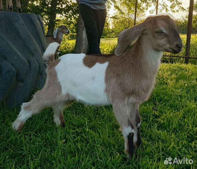 Козочки и козлики нубийские 75 %