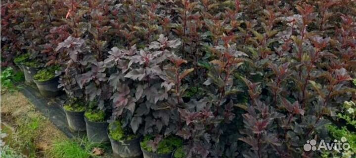 Пузыреплодник калинолистный