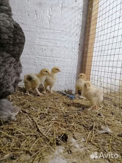 Цыпленок порода Брама