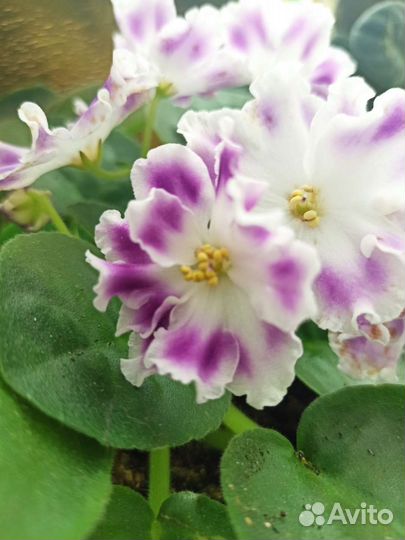 Фиалки, 9 сортов