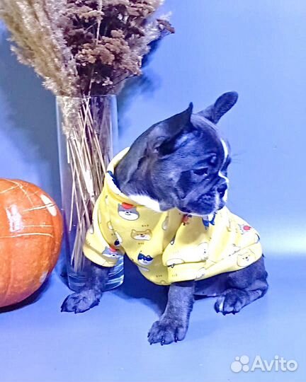 Голубые малыши французики