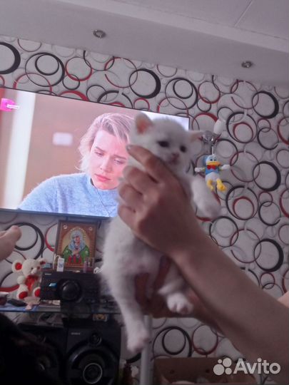 Британские котята