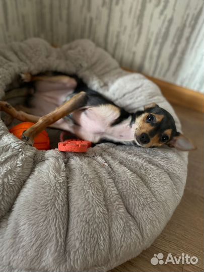 Мини той-терьер